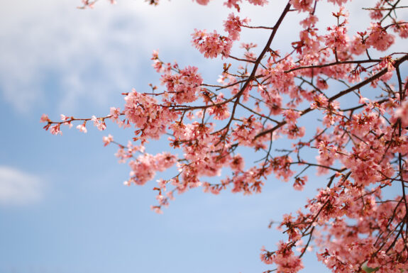 A branch of a cherry tree is blooming with pink flowers against a blue sky with some clouds.