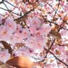A close-up shot of cherry blossom flowers, with pink petals and visible yellow centers, growing on branches with brown leaves.