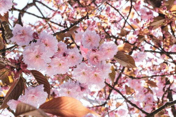 A close-up shot of cherry blossom flowers, with pink petals and visible yellow centers, growing on branches with brown leaves.