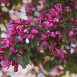 This image shows a close-up of a blooming crabapple tree with vibrant pink flowers and green leaves against a blurred background of similar blooms.