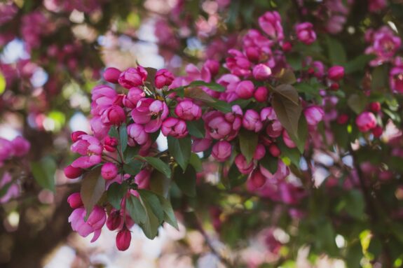 This image shows a close-up of a blooming crabapple tree with vibrant pink flowers and green leaves against a blurred background of similar blooms.