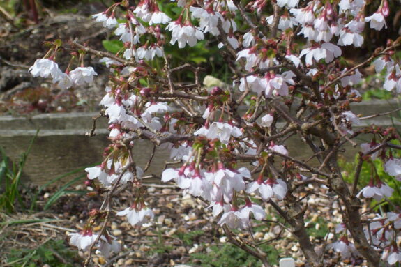 A flowering tree with white blossoms hangs from its branches in a garden setting.