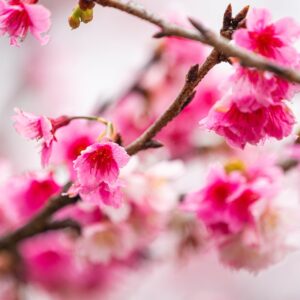 A close-up shot of pink cherry blossoms on a tree branch, creating a soft and dreamy aesthetic.