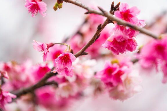 A close-up shot of pink cherry blossoms on a tree branch, creating a soft and dreamy aesthetic.