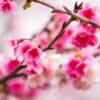 Close-up of vibrant pink cherry blossoms on brown branches, with a blurred background highlighting the delicate beauty of the flowers.