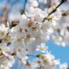 A close-up of white cherry blossoms on a branch against a clear blue sky, showcasing the delicate petals and yellow stamens of the flowers in sharp detail.