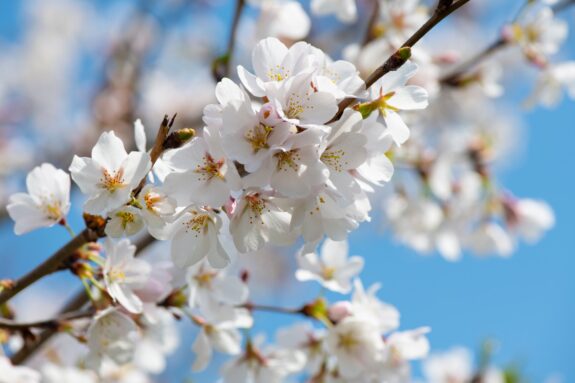 A close-up of white cherry blossoms on a branch against a clear blue sky, showcasing the delicate petals and yellow stamens of the flowers in sharp detail.