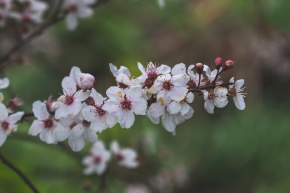 A branch of blooming plum blossoms with white petals and pink centers is in focus against a blurry green background.