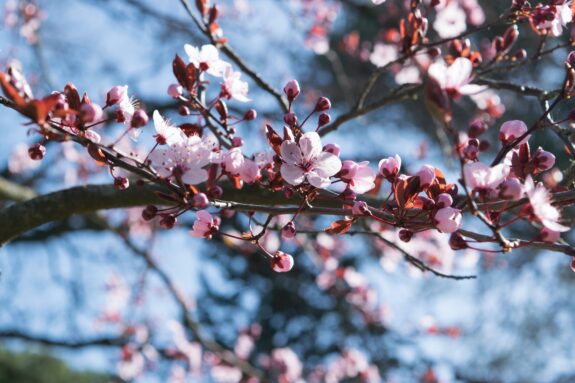 A close-up shot of blossoming tree branches with pink and white flowers against a light blue sky.