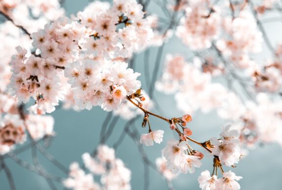 A stunning close-up of delicate pink cherry blossoms against a serene blue sky.