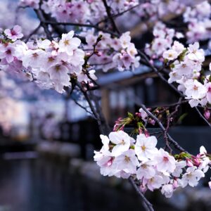A close-up captures cherry blossoms in full bloom, their delicate white and pink hues contrasting with the dark branches and blurred background of a canal and traditional building.
