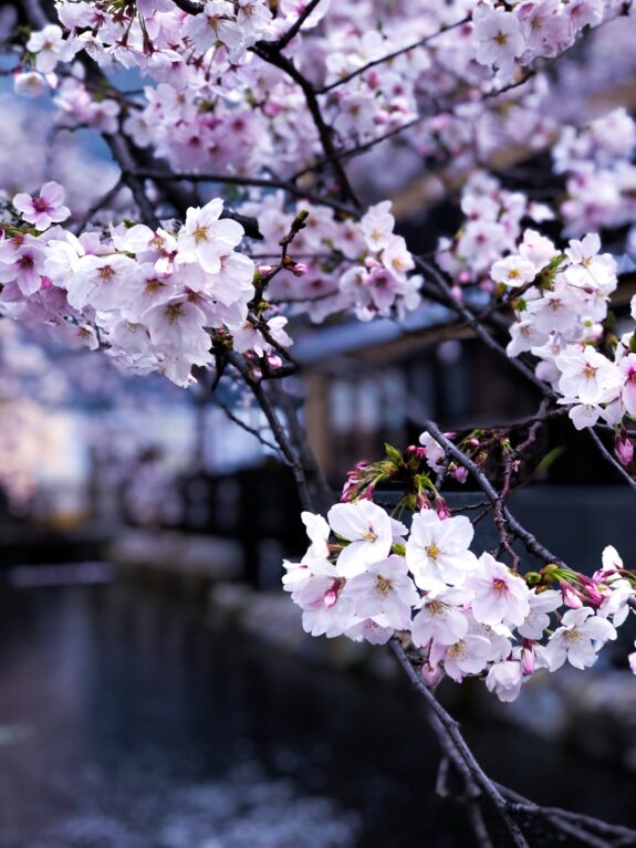 A close-up captures cherry blossoms in full bloom, their delicate white and pink hues contrasting with the dark branches and blurred background of a canal and traditional building.