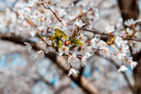 A close-up captures the delicate beauty of blooming cherry blossoms on a tree branch, with a blurred background creating a dreamy effect.