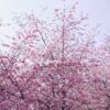 A beautiful shot of cherry blossom trees in full bloom against a soft blue sky.
