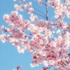 A beautiful shot of cherry blossoms with pink petals against a clear blue sky.