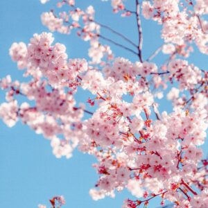 A beautiful shot of cherry blossoms with pink petals against a clear blue sky.