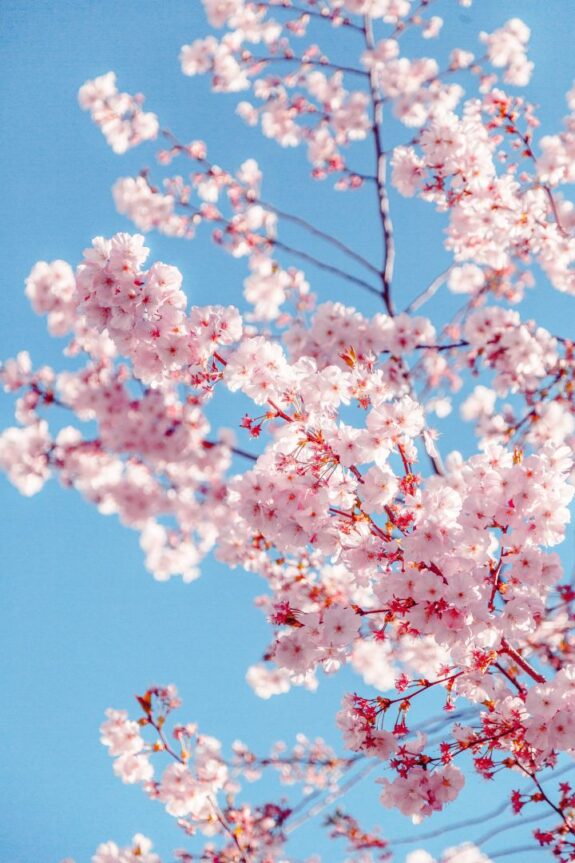 A beautiful shot of cherry blossoms with pink petals against a clear blue sky.