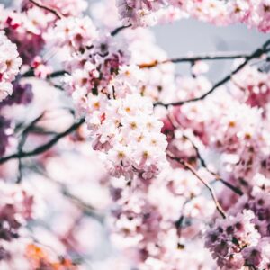 A close-up shot captures the delicate beauty of cherry blossoms in full bloom, filling the frame with their soft pink hues and intricate floral details.