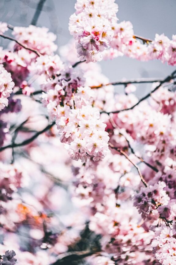 A close-up shot captures the delicate beauty of cherry blossoms in full bloom, filling the frame with their soft pink hues and intricate floral details.