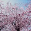 A beautiful shot looking up at blossoming cherry trees with light pink flowers against a blue sky.
