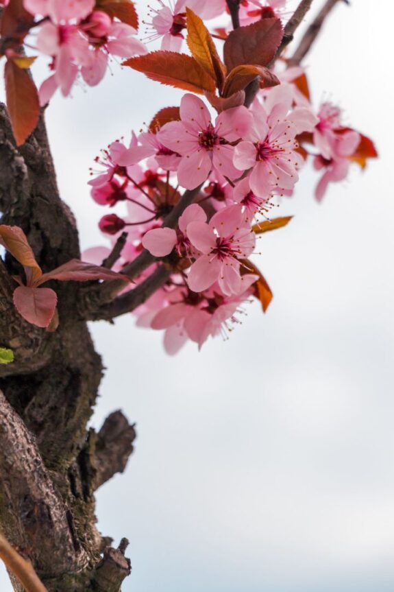 A close-up captures the delicate beauty of pink cherry blossoms on a weathered tree branch against a soft, bright sky.