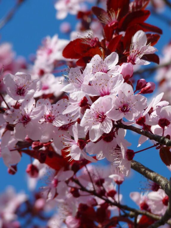 A vibrant close-up of cherry blossoms in full bloom, with delicate pink and white petals contrasting against a clear blue sky and deep red leaves.