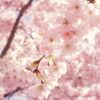 A cluster of pale pink cherry blossoms hangs delicately from a branch, bathed in soft, filtered sunlight, with a blurred background of similar blooms creating a dreamy, spring-like atmosphere.
