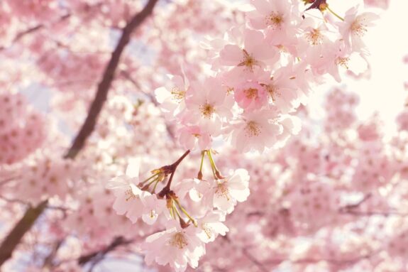 A cluster of pale pink cherry blossoms hangs delicately from a branch, bathed in soft, filtered sunlight, with a blurred background of similar blooms creating a dreamy, spring-like atmosphere.