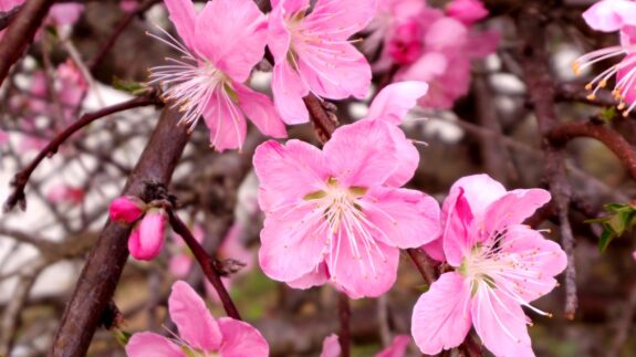 A close-up shot captures a cluster of delicate pink peach blossoms on intertwined brown branches, showcasing their fragile petals and prominent stamens.