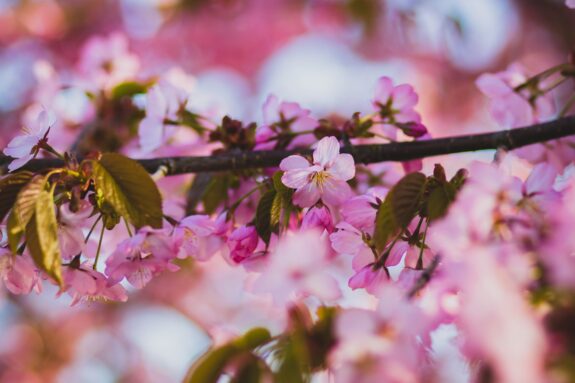 This is a close-up shot of blooming cherry blossoms with soft pink petals and a dark branch, creating a dreamy, ethereal atmosphere.