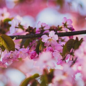 This image shows a close-up of pink cherry blossom flowers on a tree branch, with some green leaves visible, set against a blurred background of more pink blooms.