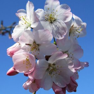 A cluster of delicate, white and pink cherry blossoms with prominent stamens blooms against a bright blue sky.