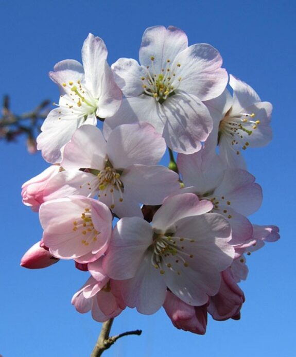 A cluster of delicate, white and pink cherry blossoms with prominent stamens blooms against a bright blue sky.