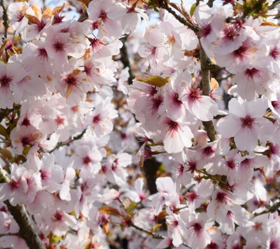 A close-up shot of a blossoming tree filled with delicate white flowers with pink centers, creating a soft and beautiful floral display.