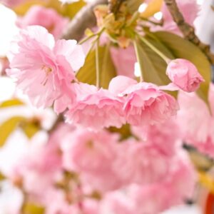 A close-up shot of a blossoming cherry tree branch with delicate pink flowers.
