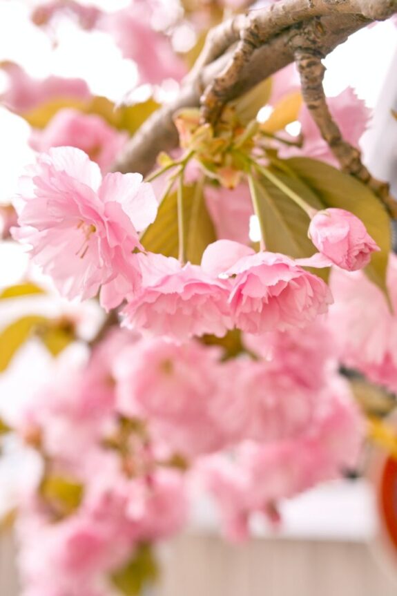 A close-up shot of a blossoming cherry tree branch with delicate pink flowers.