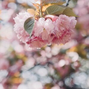 A close-up captures a cluster of delicate pink cherry blossoms, accompanied by green leaves, set against a blurred background of similar flowers, creating a soft and dreamlike atmosphere.