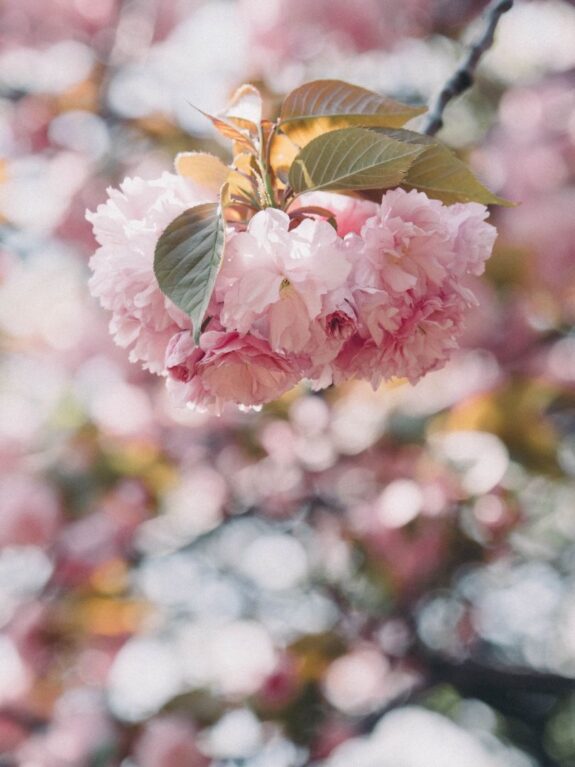 A close-up captures a cluster of delicate pink cherry blossoms, accompanied by green leaves, set against a blurred background of similar flowers, creating a soft and dreamlike atmosphere.