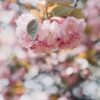 A close-up shot of a cluster of pink cherry blossoms with green leaves on a branch, softly blurred background.