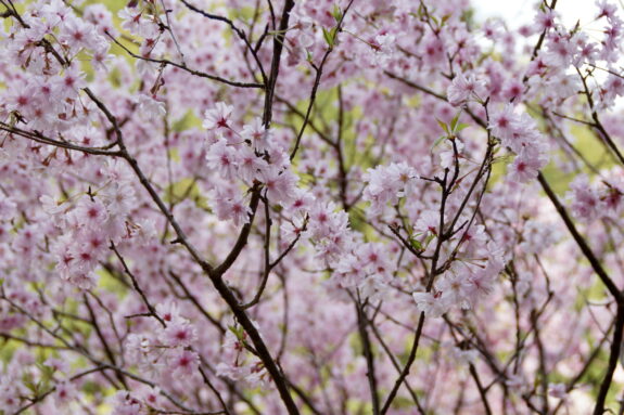 A dense tangle of blooming cherry blossoms with delicate pink petals covers thin brown branches, creating a soft, dreamy landscape.