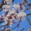 A profusion of delicate white blossoms and red buds adorn the branches of a tree set against a vibrant blue sky.