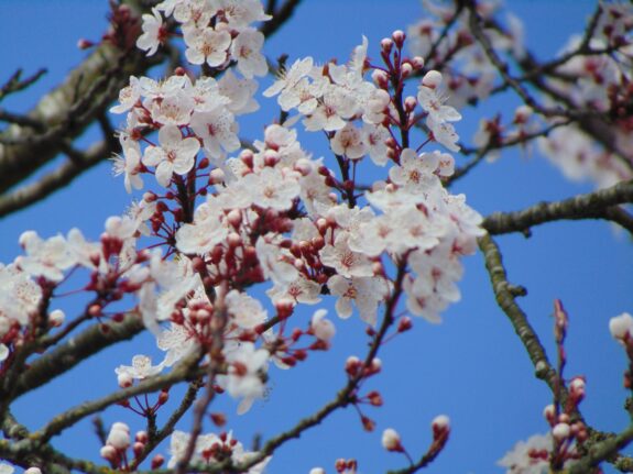 A profusion of delicate white blossoms and red buds adorn the branches of a tree set against a vibrant blue sky.