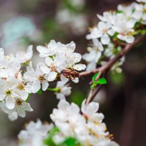 A bee rests on white flowers blooming on a branch, with a blurred background of foliage and other flowers.
