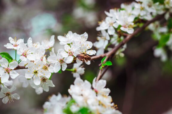 A bee rests on white flowers blooming on a branch, with a blurred background of foliage and other flowers.
