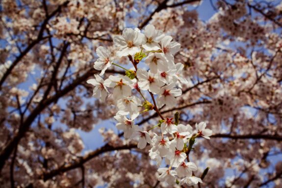 A close-up captures a branch of blooming cherry blossoms with delicate white petals and red centers against a backdrop of a tree filled with similar blossoms and a blue sky.