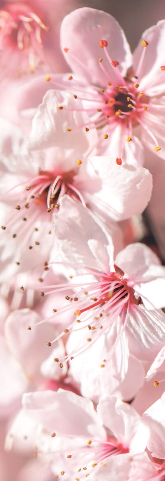 Sakura Viewing