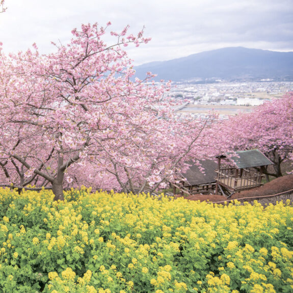Matsuda Cherry Blossom Festival