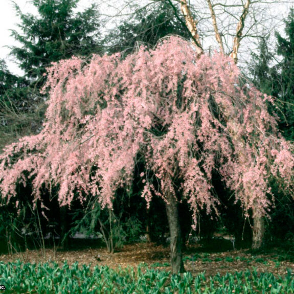 Weeping Sakuras