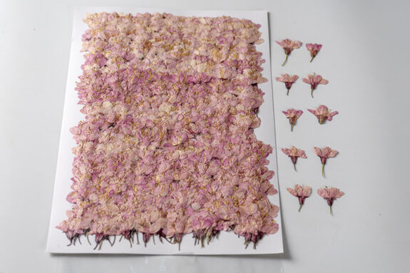 A top-down shot displays dried pink flowers on white paper, densely packed in a square shape on the left, with individual flowers arranged on the right.