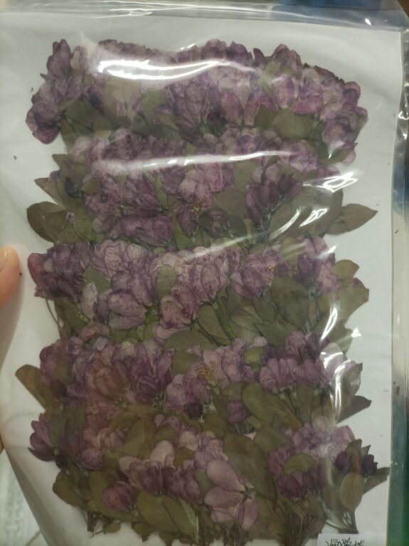 This image displays a collection of dried, pressed purple flowers and green leaves sealed in a clear plastic package.